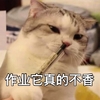 萌宠 喵星人 我不想写作业 作业它真的不香 憨憨 淘气