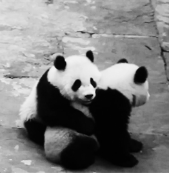 熊猫 黑白 可爱 国宝