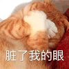 萌宠 喵星人 脏了我的眼 不看 呆萌 可爱