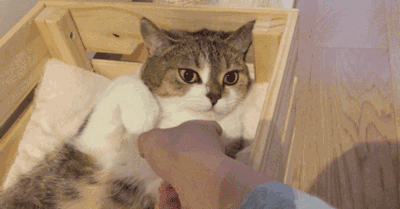 萌宠 猫咪 握手