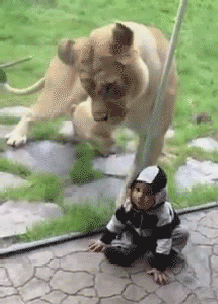 狮子 玻璃 孩子 想吃