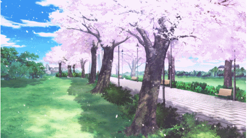 樱花 树木 飘落 蓝天 美景