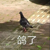 萌宠 鸽子 鸽了 再见 呆萌 可爱