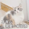 萌宠 猫星人 不开心 需要一杯奶茶 期待 呆萌 可爱