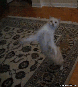 猫咪 跳舞 白猫