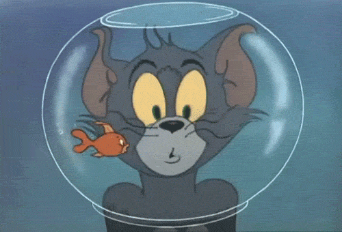 猫和老鼠 金鱼 鱼缸 懵逼 搞笑 魔性 tom and jerry