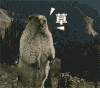 草 土拨鼠 大叫 跺脚 艹