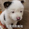 萌宠 汪星人 李荣浩 凝视 搞怪 逗
