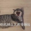 萌宠 猫星人 你吼那么大声干嘛 生气 呆萌 可爱