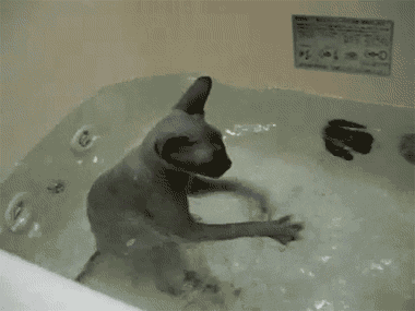 狗狗   搞笑 洗澡  玩水