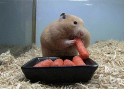 可爱 食物 胡萝卜 兔子