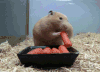 可爱 食物 胡萝卜 兔子