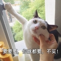 猫咪 捏脸 要要要 你啥都要 不买