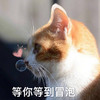 萌宠 猫星人 等你等到冒泡 期待 搞怪 逗