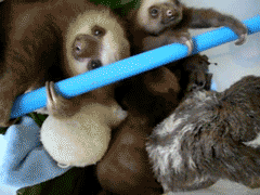 婴儿 可爱的 动物 可爱极了 树懒 可爱 omgomgomg 动物星球 slothbabies omgcute