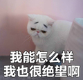 猫咪 可爱 呆萌 斗图 搞笑 我能怎么样我也很绝望啊