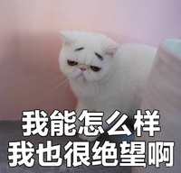 猫咪 可爱 呆萌 斗图 搞笑 我能怎么样我也很绝望啊