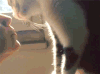 猫猫 亲亲 搞笑 热吻
