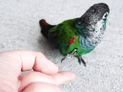 鸟 bird 触碰 鹦鹉