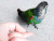 鸟 bird 触碰 鹦鹉