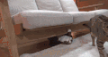 猫 喵星人 宠物 萌 可爱