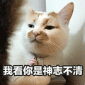 猫咪 卖萌 可爱 我看你是神志不清 soogif soogif出品