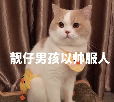 搞笑 可爱 蠢萌 猫星人 逗