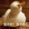 萌宠 猫星人 我不听 我不听 呆萌 可爱