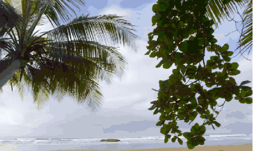 哥斯达黎加 椰树 海岛 风景