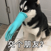 萌宠 狗 哈士奇 二哈 交个朋友 搞怪