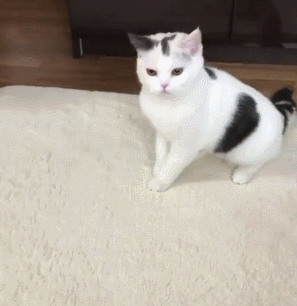 貓咪 喵星人 搞笑 可愛 淘氣