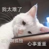 萌宠 猫星人 我太难了 生无可恋 无聊 孤独