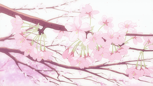 花瓣 树枝 掉落 漂亮