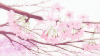 花瓣 树枝 掉落 漂亮