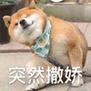 柴犬 狗 突然 撒娇 搞怪 逗