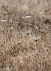 草原 prairie nature