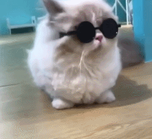 猫咪 可爱 带墨镜 欢乐