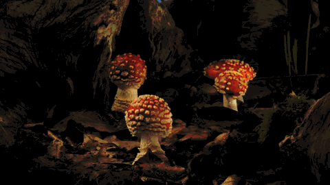 蘑菇 mushrooms nature 延时摄影 三维