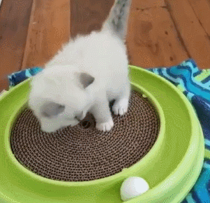 猫咪 白毛 转圈 小球