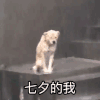 萌宠 汪星人 七夕的我 无奈 呆萌 可爱