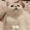 萌宠 猫星人 嗯嗯 搞怪 逗