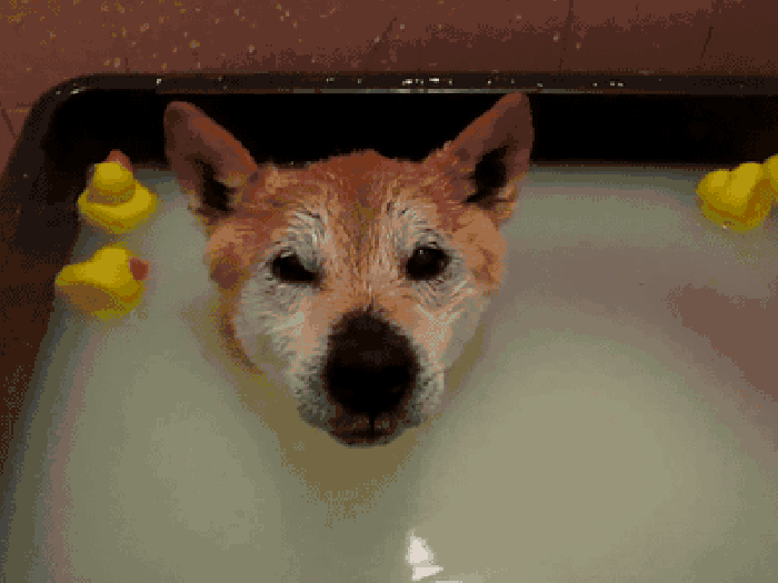 动物 小狗狗 洗澡 可爱