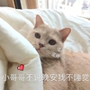 萌宠 猫星人 坚决 你不说晚安我就不睡觉 呆萌 可爱