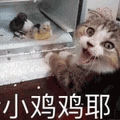 沙雕猫 猫咪 猫 可爱猫 猫表情包 猫咪表情包 小猫