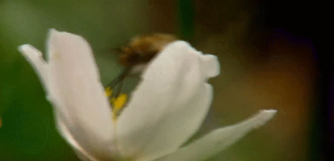 吮食 摇曳 昆虫 植物 神话的森林 纪录片 花蜜 蜜蜂 银莲花