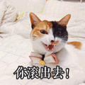 猫 滚出去 生气