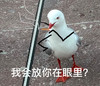 萌宠 鸽子 我会当你在眼里 生气 呆萌 可爱