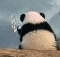 熊猫 抽烟 寂寞背影 遥望天空 深沉