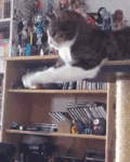 猫咪 可爱 拜拜 呆萌
