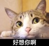 可爱 喵星人 呆萌 好想你啊
